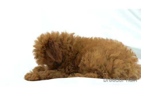 成約済の東京都のトイプードル-154161の3枚目